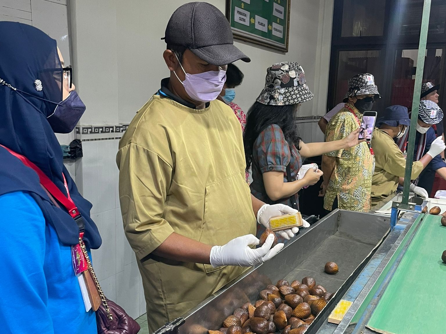 Selection of perfect snake fruit (salacca) from the conveyor belt for export.