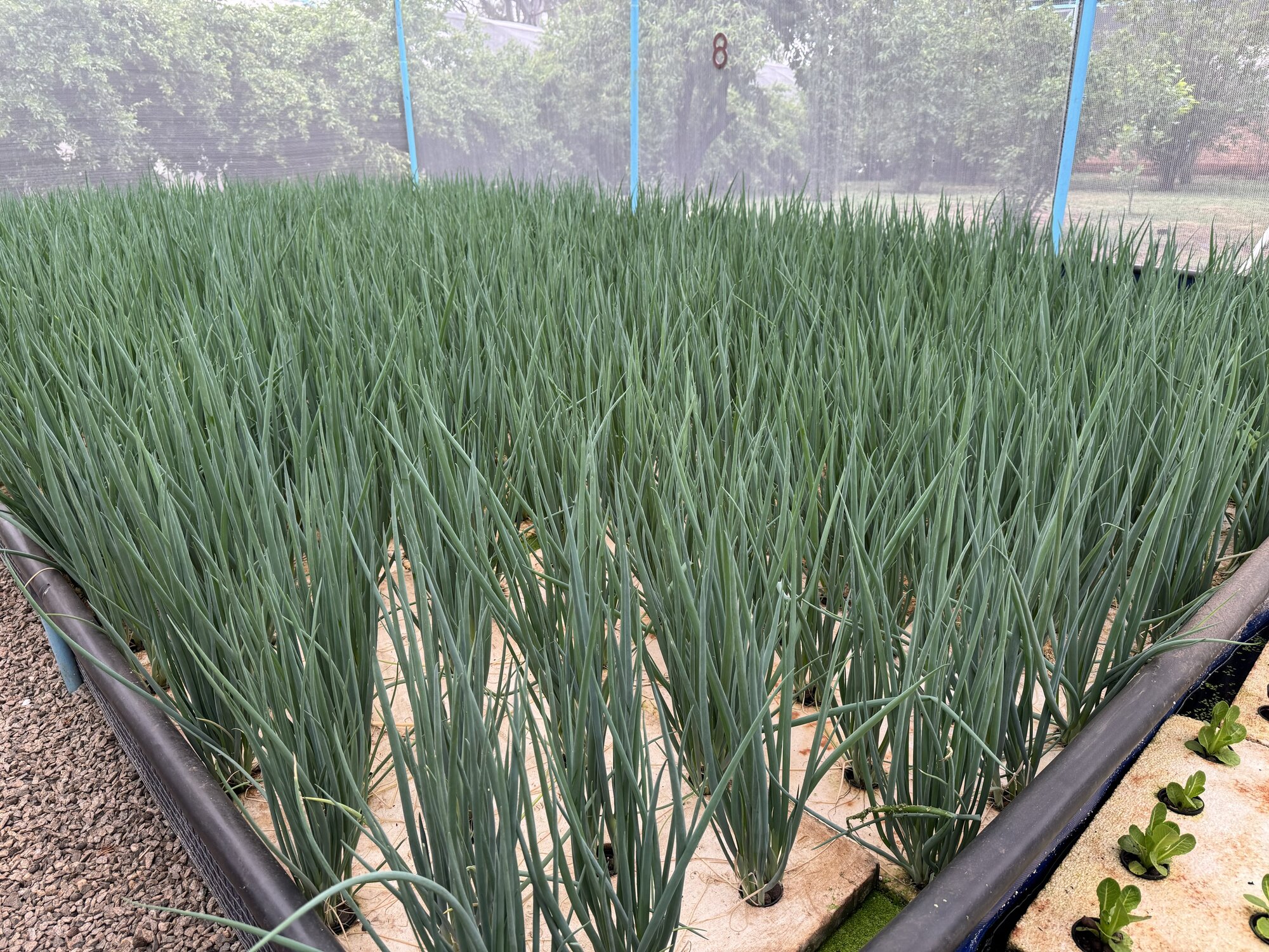 Vegetables grown at Urban Aquaponics