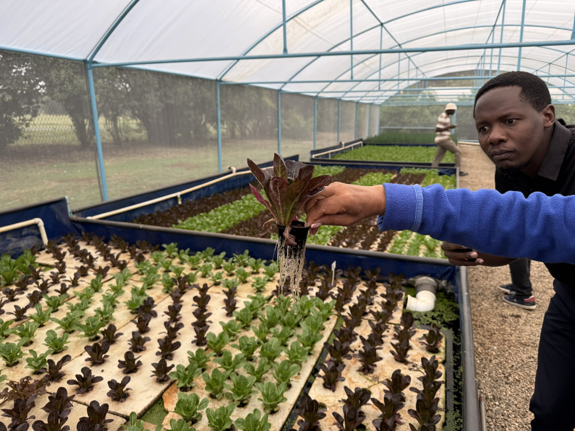 Vegetables grown at Urban Aquaponics