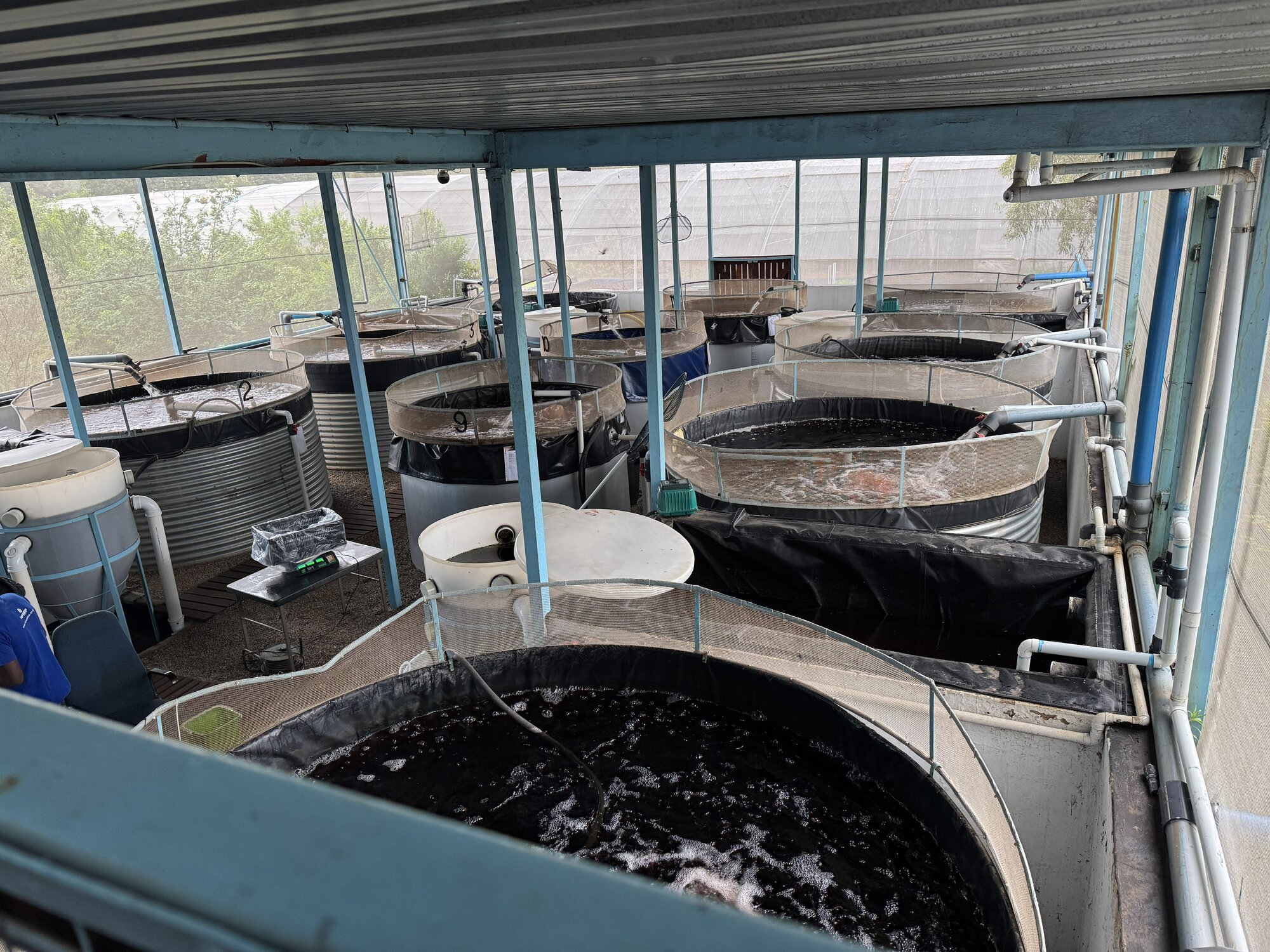 Fish tanks at Urban Aquacultures