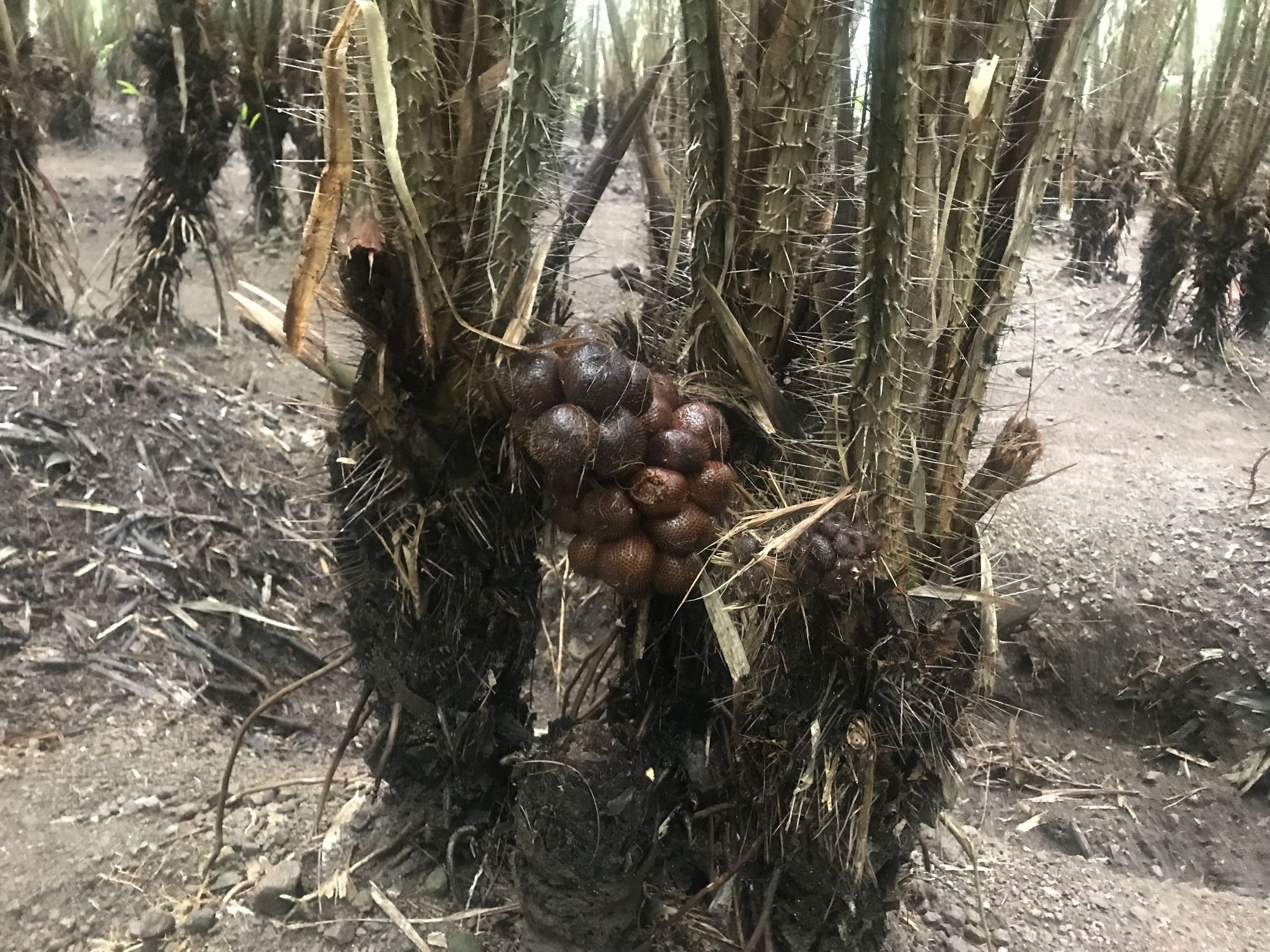 Salacca fruit tree (snake fruit) visited during the field trip.